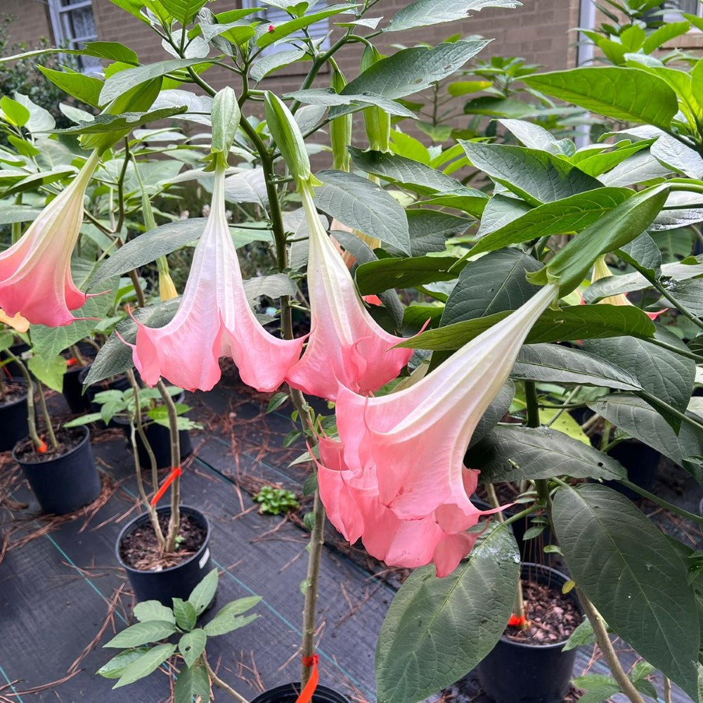 Pink Angel’s Trumpet plant showing lush green foliage