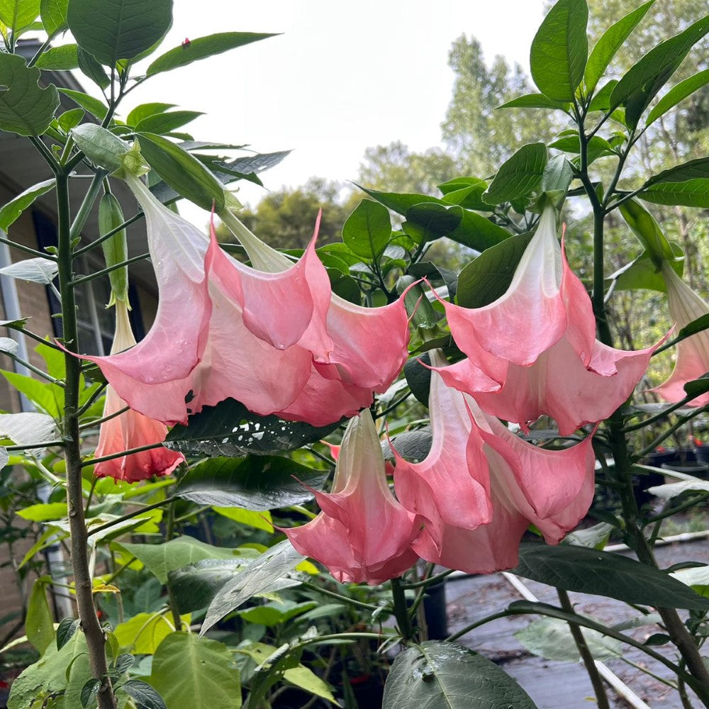 Pink Angel’s Trumpet shrub with hanging blooms