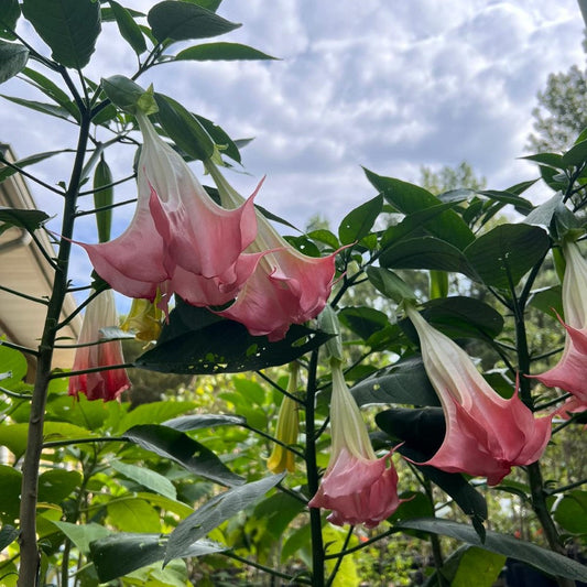 Cluster of soft pink angel trumpet flowers