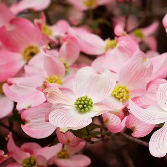 Pink Flowering Dogwood Tree – Live Native Cornus florida | Zones 5–8 live plant for landscaping and home gardens
