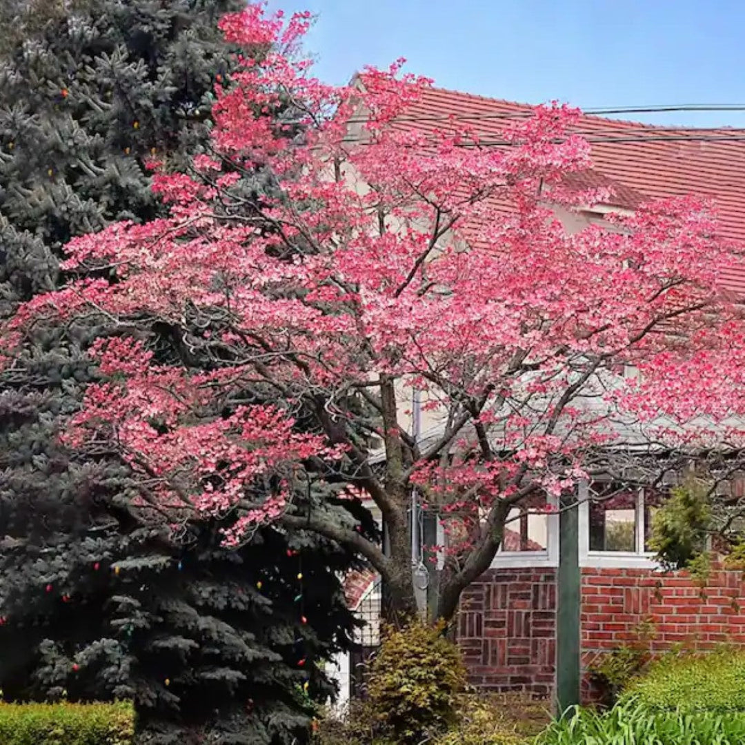 Pink Flowering Dogwood Tree – Live Native Cornus florida | Zones 5–8 live plant for landscaping and home gardens