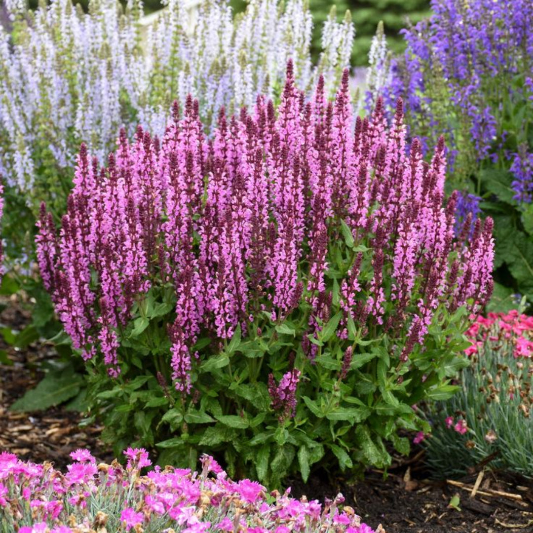 Salvia nemorosa 'Pink Profusion'