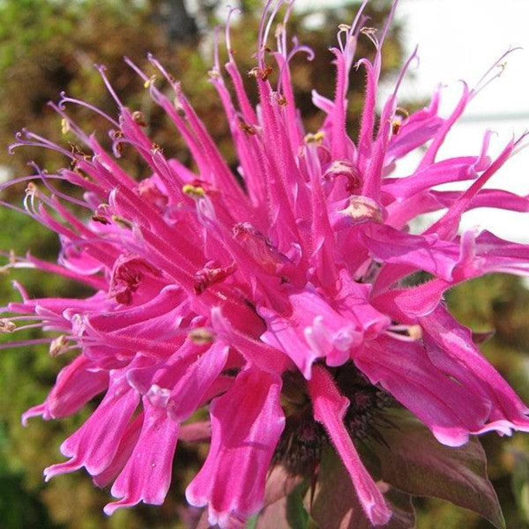 homeandgardensforless.com