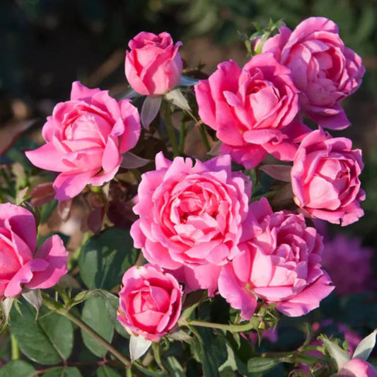 Close view of Double Pink Knock Out Rose blossoms