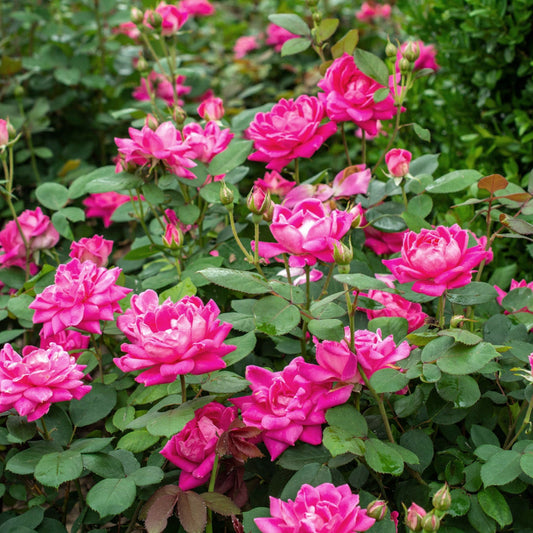 Mature Double Pink Knock Out Rose shrub with green foliage