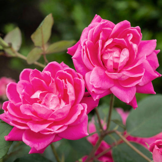Single Double Pink Knock Out Rose flower in detail