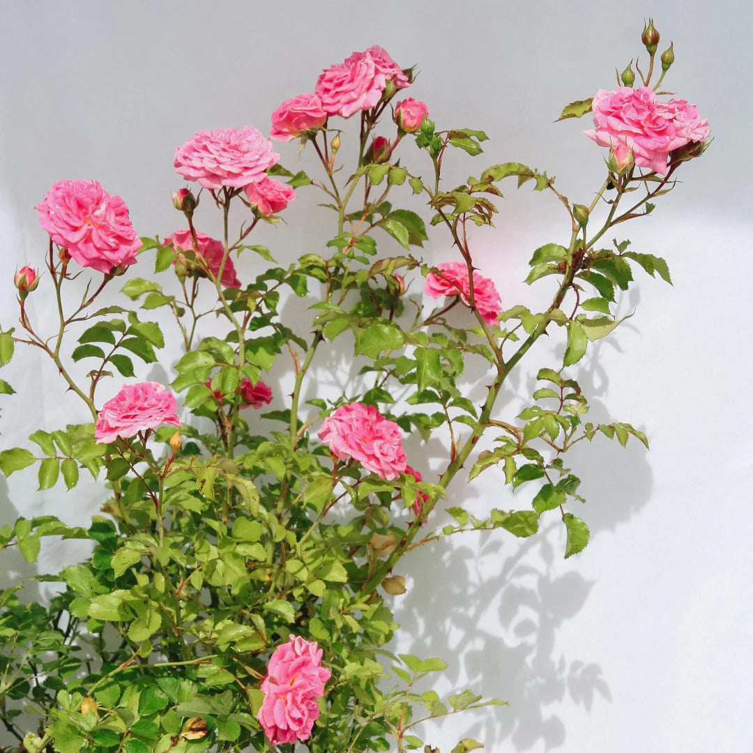 Close flower detail shows Sweet Drift Rose layered petals
