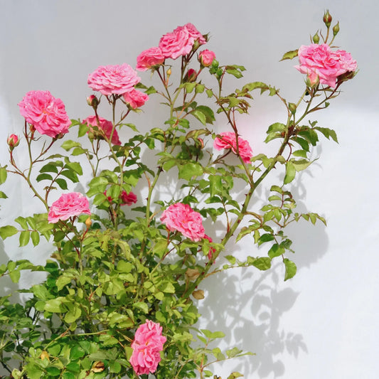 Close flower detail shows Sweet Drift Rose layered petals