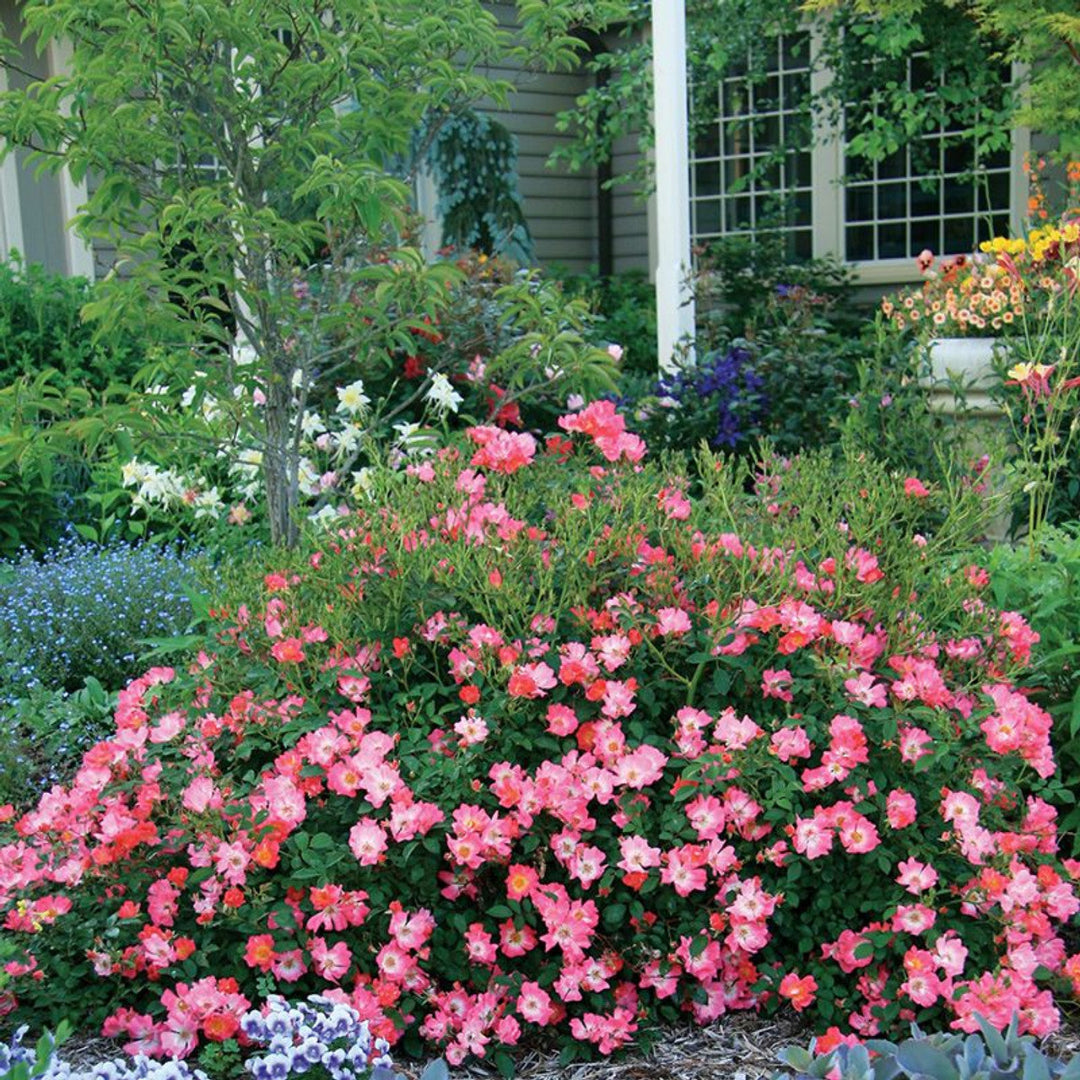 Garden bed filled with blooming Pink Drift Rose plants