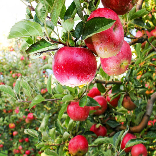 Grafted Pink Lady apple tree with strong trunk and green leaves