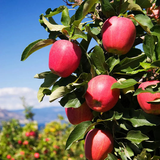 Pink Lady apple fruit close-up showing crisp skin and bright color