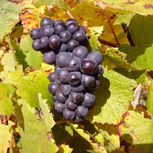 Pinot Noir Grape – fruit plant