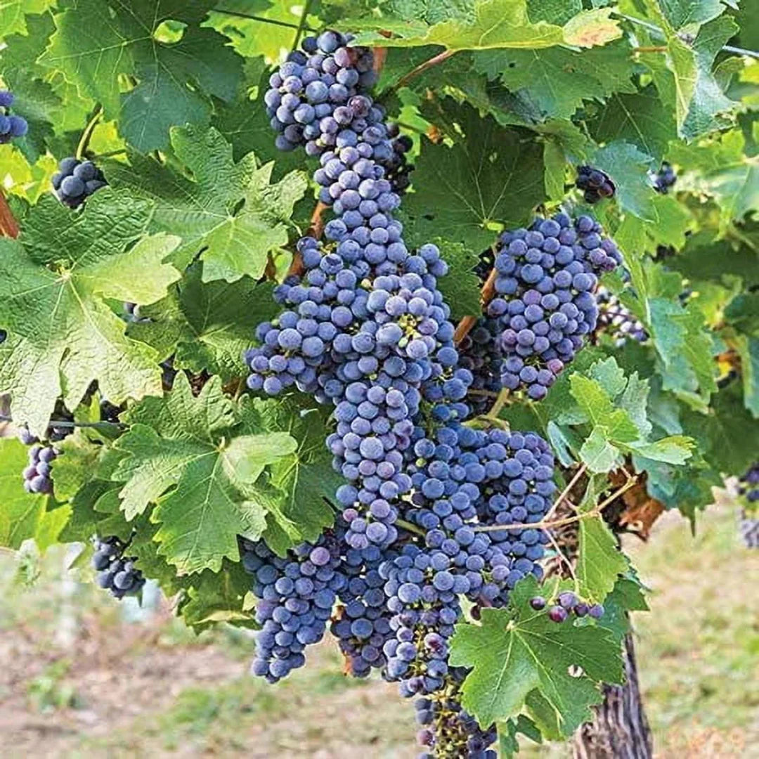 Mars Black Seedless Grape Vine in a nursery pot with healthy foliage and sturdy stems