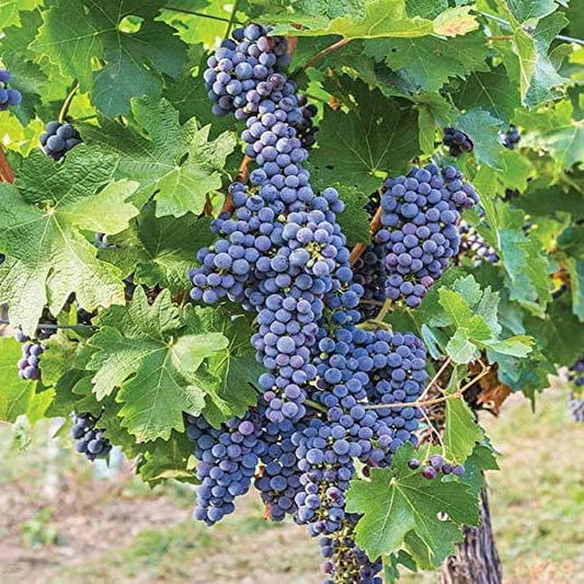 Mars Black Seedless Grape Vine in a nursery pot with healthy foliage and sturdy stems