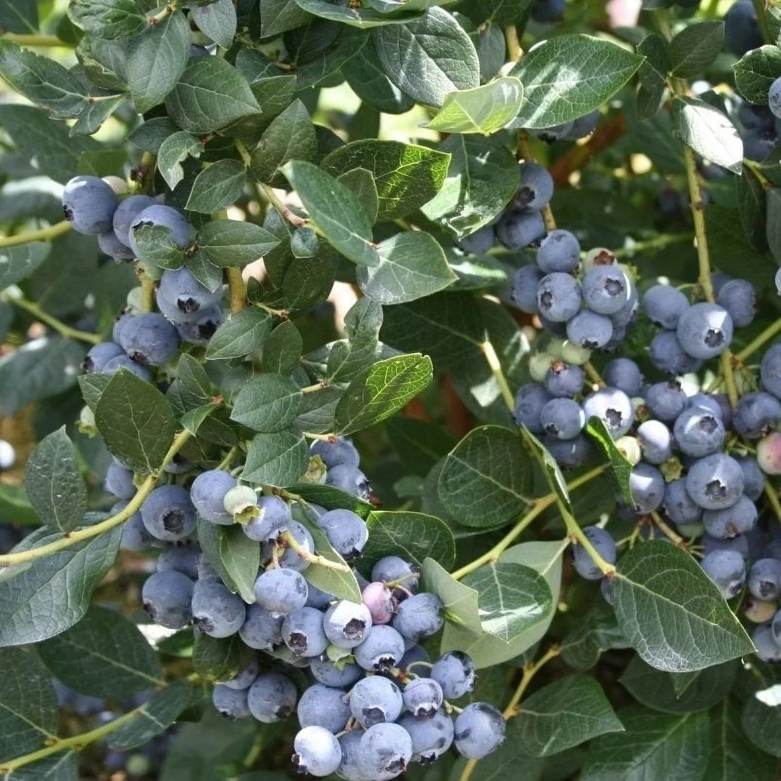 Alapaha rabbiteye blueberry bush young liner plant