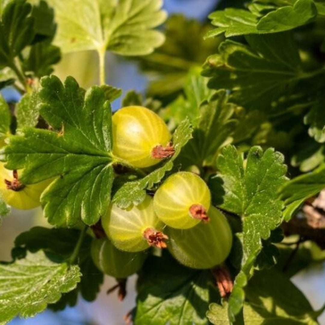 Pixwell gooseberry fruits showing pink blush and smooth skin