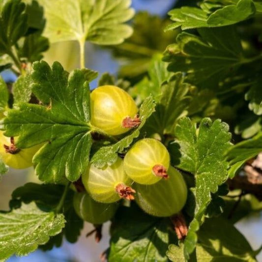 Pixwell gooseberry fruits showing pink blush and smooth skin