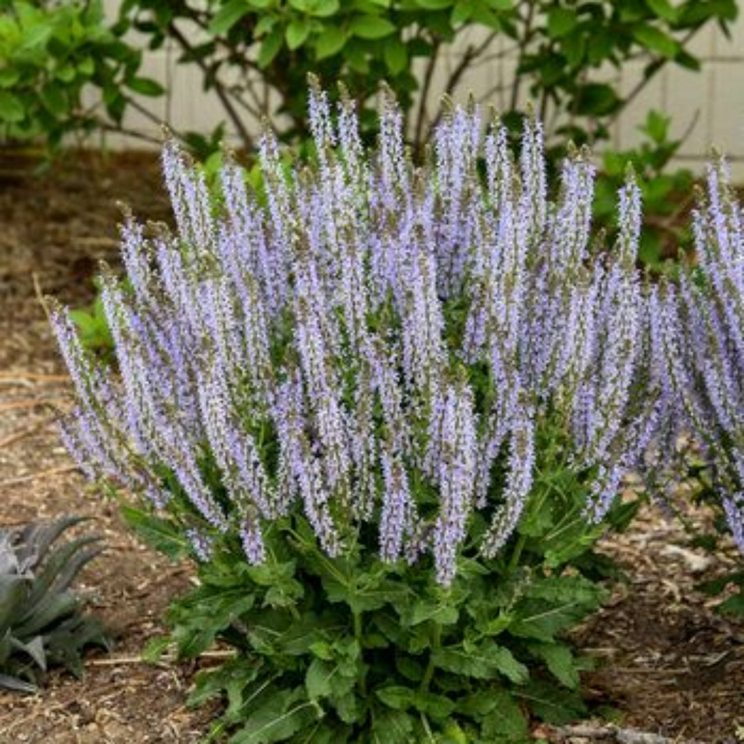 Salvia nemorosa 'Perfect Profusion' - [EG]