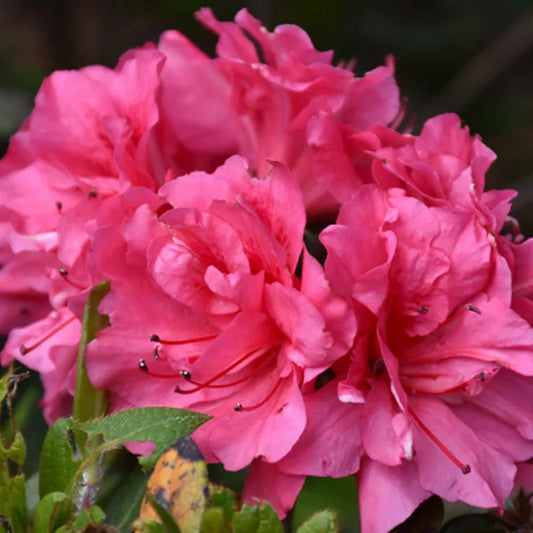 Autumn Carnival Encore Azalea – flowering shrub
