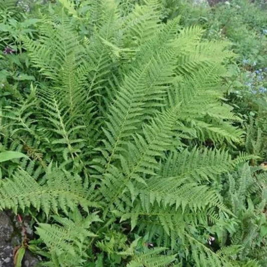Shield Fern Dryopteris crassirhizoma foliage