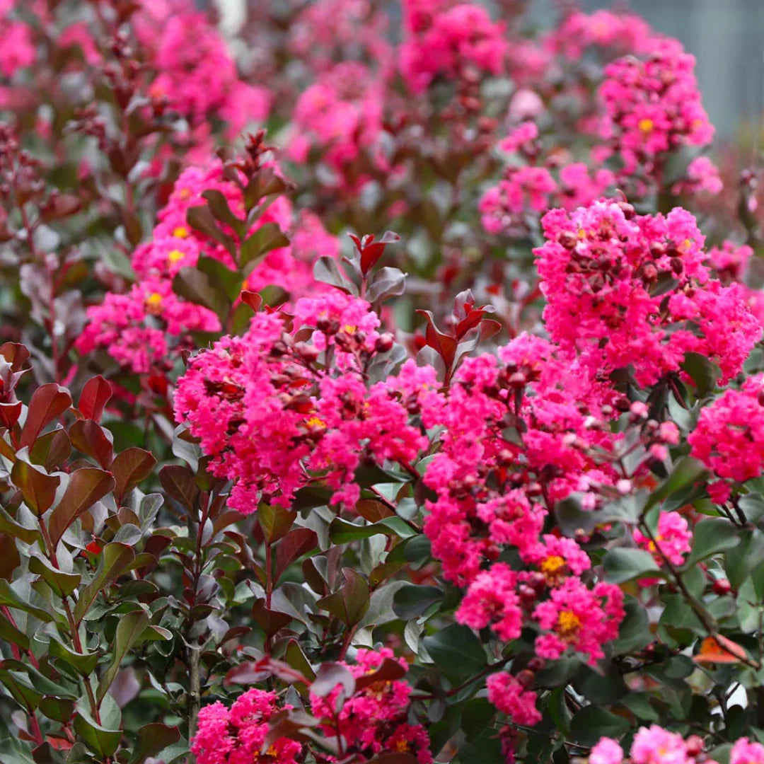 Pink Crape Myrtle tree in garden landscape setting