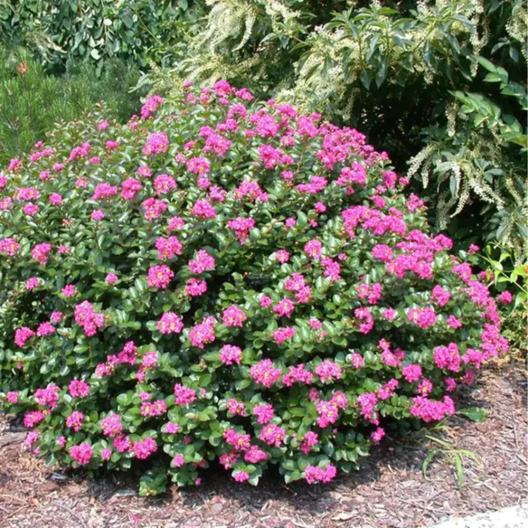 Pocomoke crape myrtle compact shrub with vibrant pink blossoms