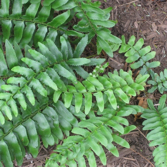 Christamas Fern