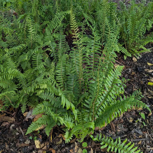 Polystichum acrostichoides Christmas Fern foliage