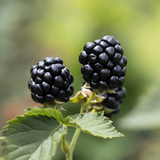 Ponca Blackberry fruits ripening on outdoor canes in the garden