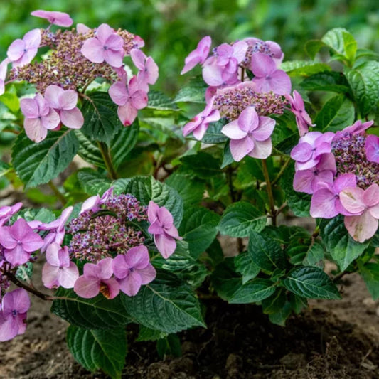 Pop Star Hydrangea plant with bright blue blooms and green foliage at Pixies Gardens