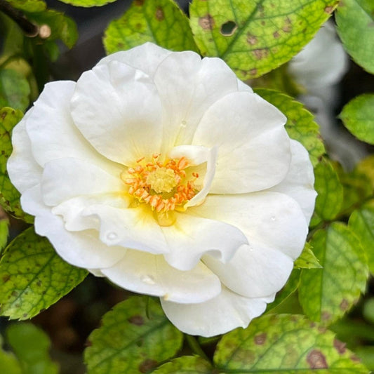 Popcorn Drift Rose displaying creamy yellow blooms in garden
