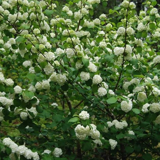 Popcorn Viburnum Shrub with Compact White Flowers in Early Bloom
