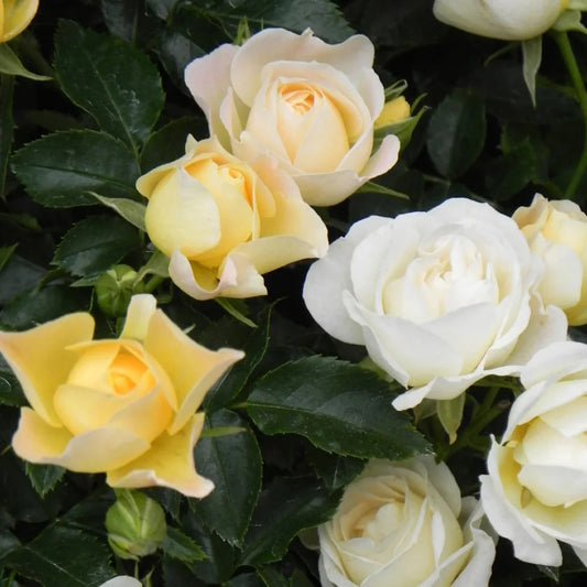 Clusters of pale flowers on Popcorn Drift Rose foliage