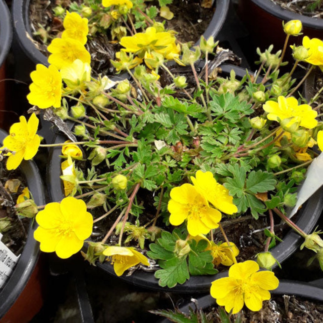 Potentilla Neumanniana 'Nana'