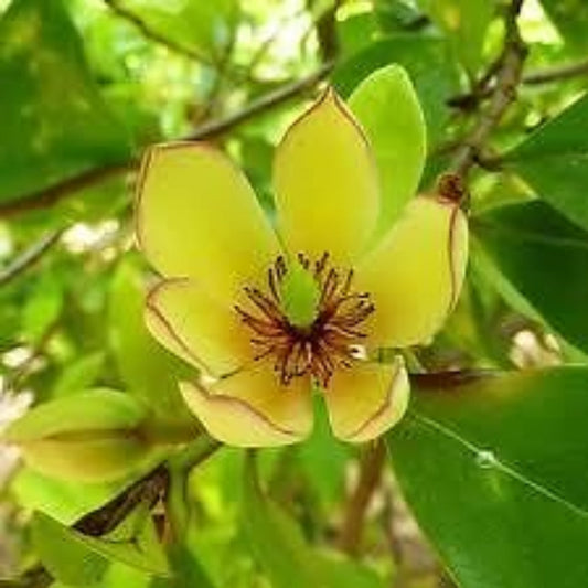 Banana Shrub Magnolia – Fragrant Banana-Scented Blooms | Zones 7–10 live plant for landscaping and home gardens