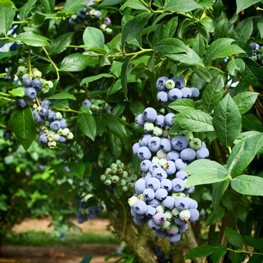 Full-grown Powderblue Rabbiteye Blueberry bush in sunlight