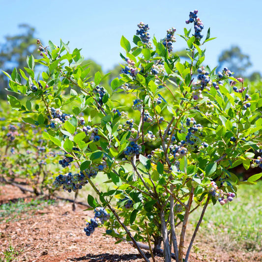 Garden bed with Powderblue Rabbiteye Blueberry tree