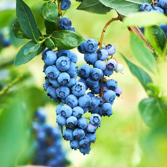 Powderblue Rabbiteye Blueberry Plant close-up with berries