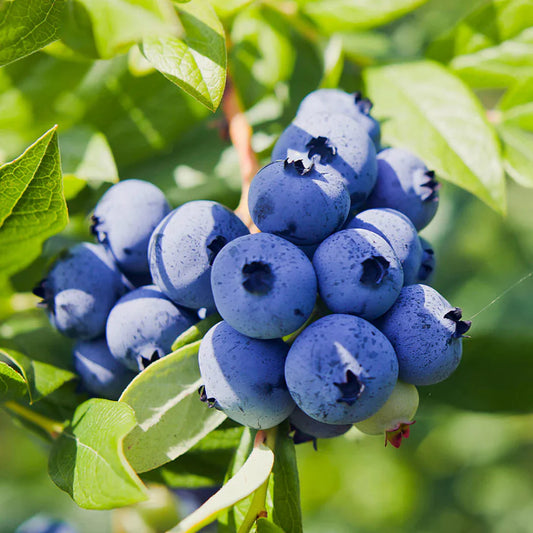 Powderblue Rabbiteye Blueberry Plant with ripening berries