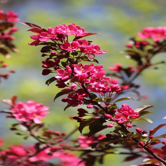 Prairifire crabapple ornamental garden tree
