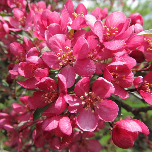 Prairifire crabapple tree flowering close view