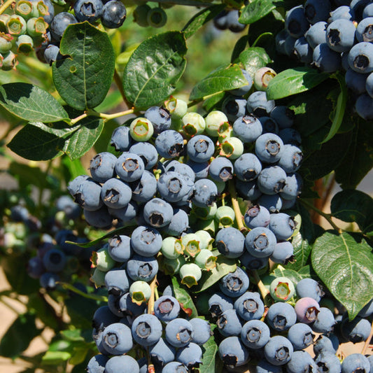 Outdoor-grown Premier Blueberry Bush bearing blue fruit