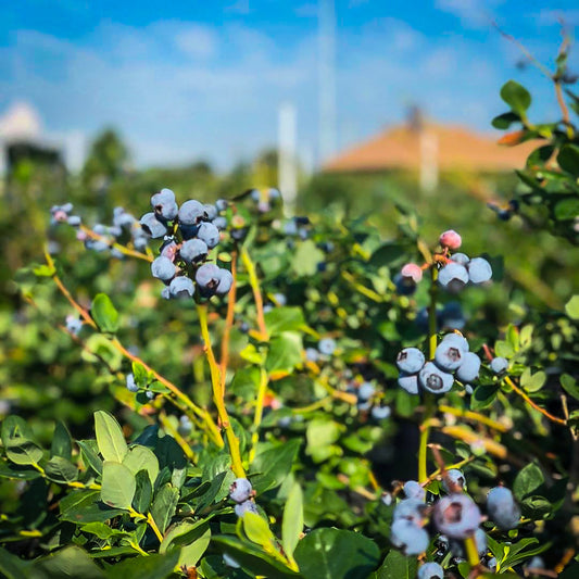 Leaves and berries of Premier Blueberry Bush up close