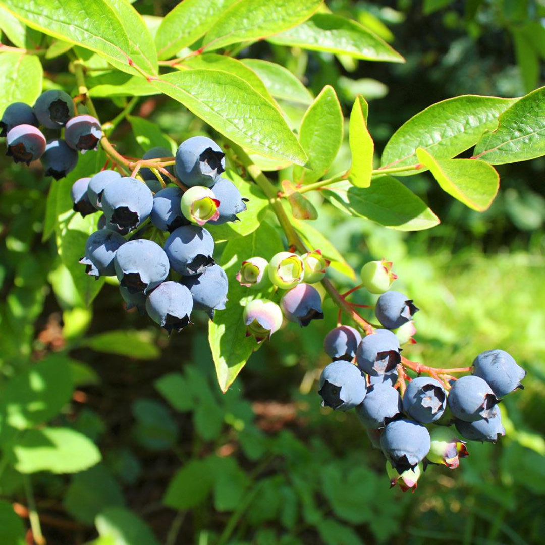 Premier Blueberry Bush with lush green leaves and berries