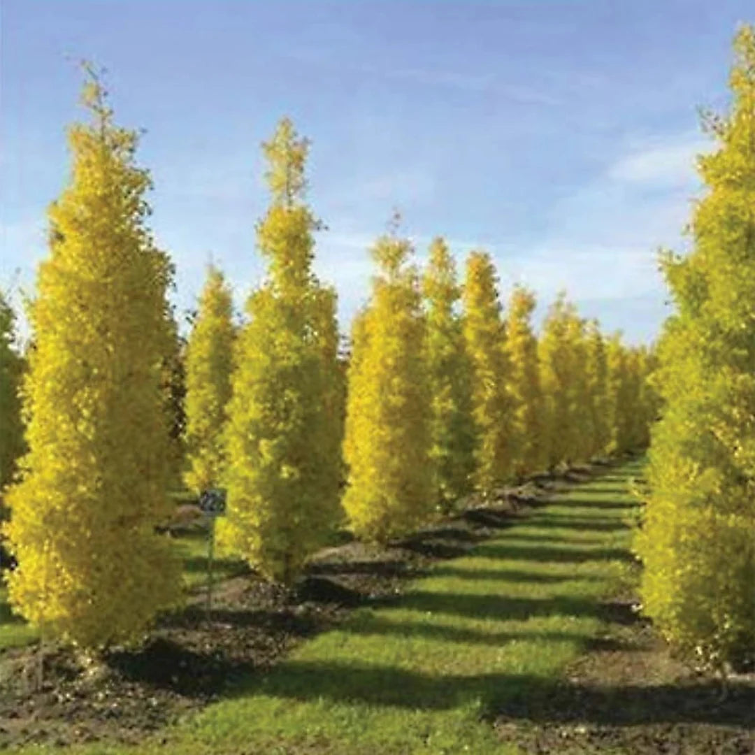 Princeton Sentry Male Ginkgo – Tall Columnar Non-Fruiting Living Fossil (Ginkgo biloba 'Princeton Sentry')