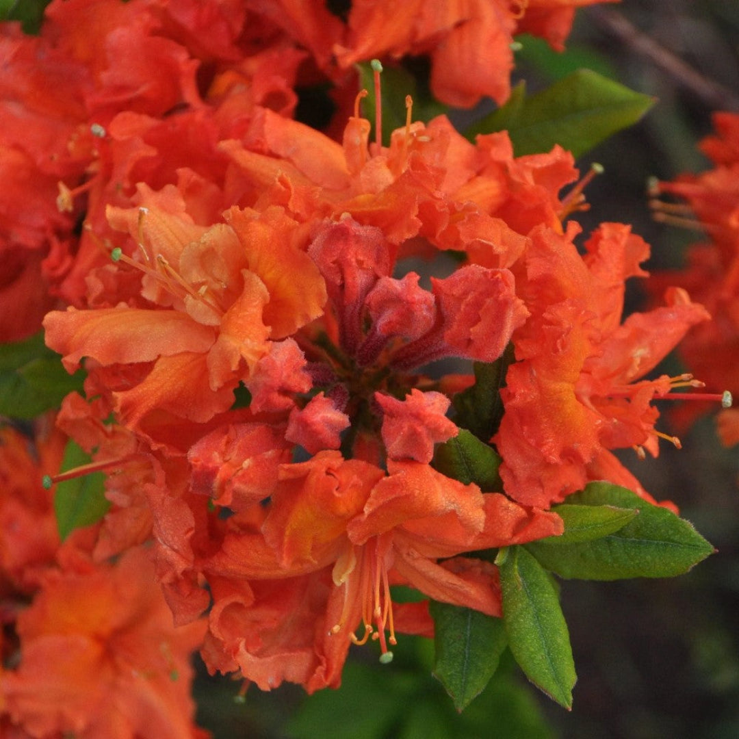 Private LaFayette Acree Rhododendron Native Azalea – shrub