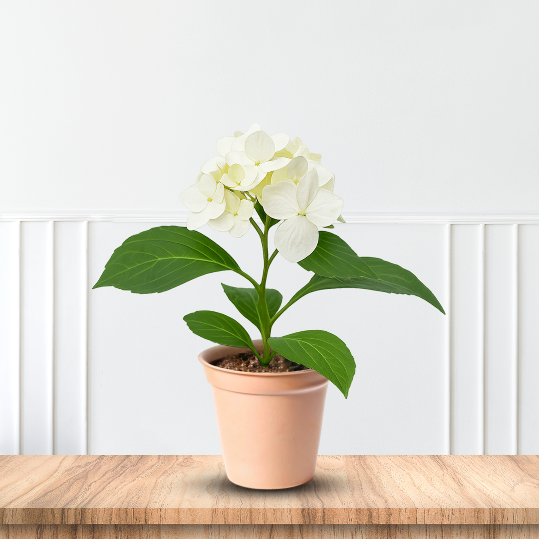Garden landscape showing White Hydrangea blooms