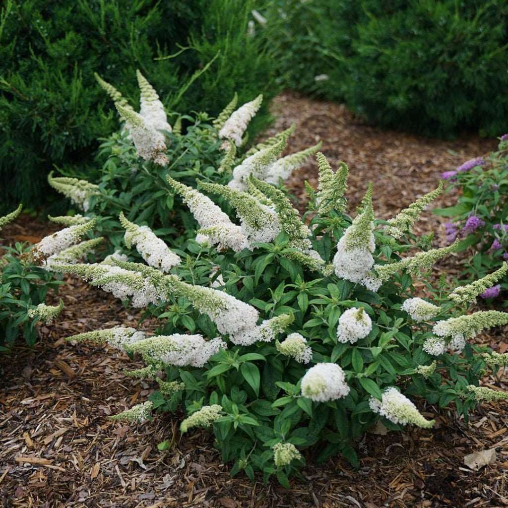 Buddleia Pugster White Butterfly Bush-2