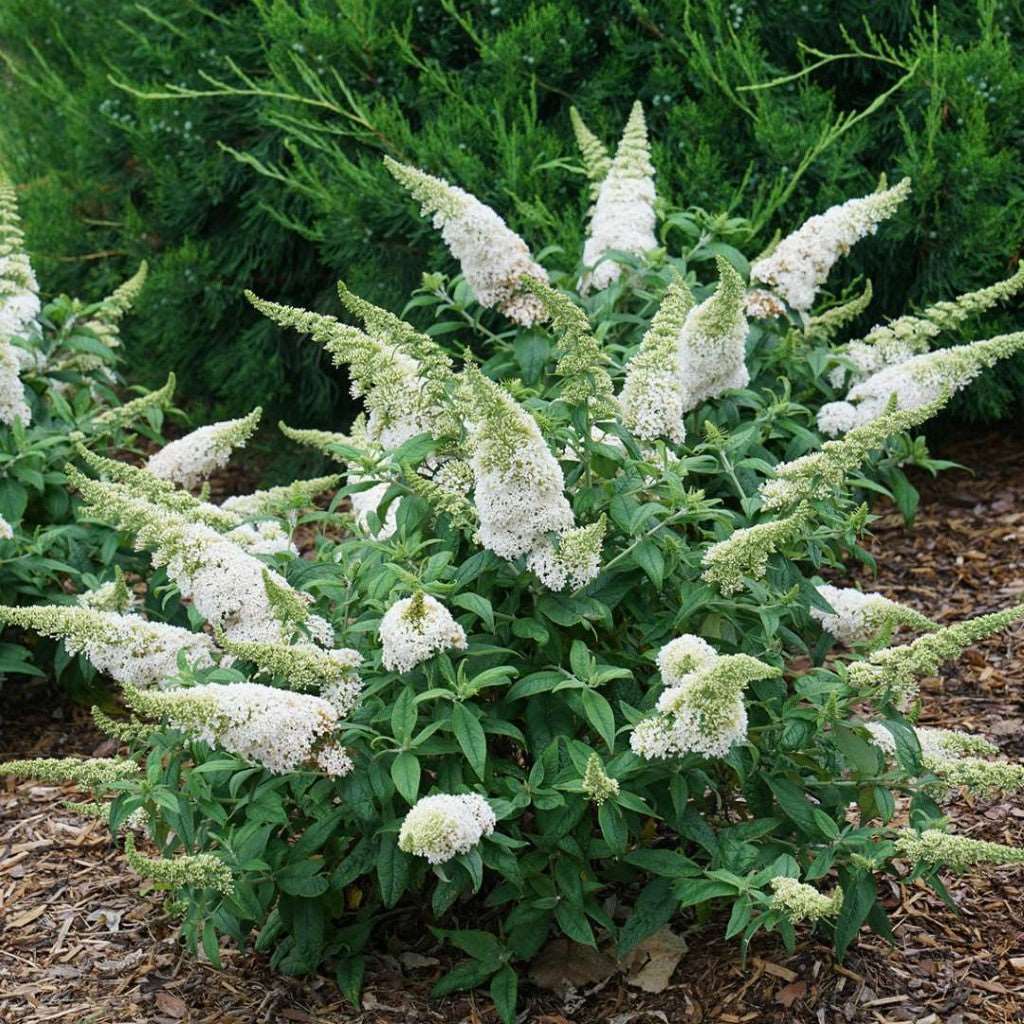 Buddleia Pugster White Butterfly Bush-1