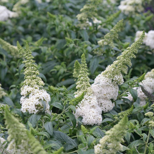 Buddleia Pugster White Dwarf Butterfly Bush – shrub